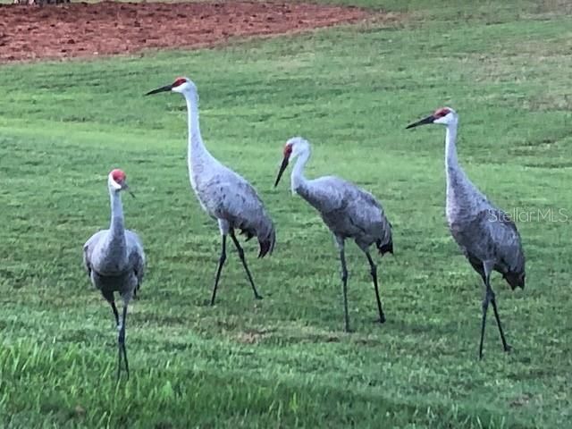 Amazing tropical wildlife abounds...