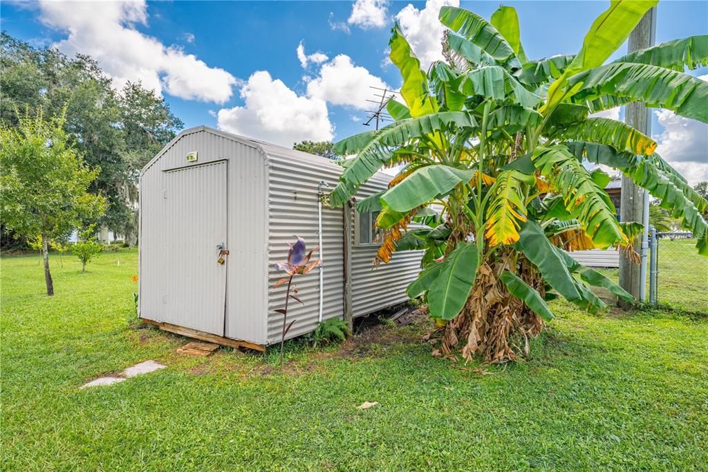 Storage Shed and Fruitful Banana Trees