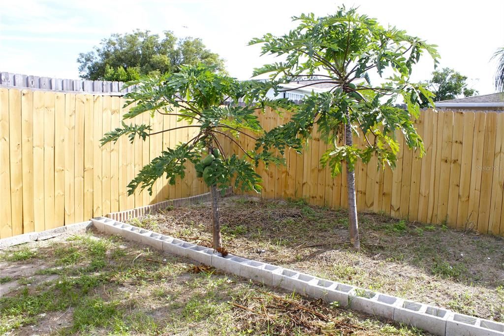 PAPAYA TREES ON BACK YARD