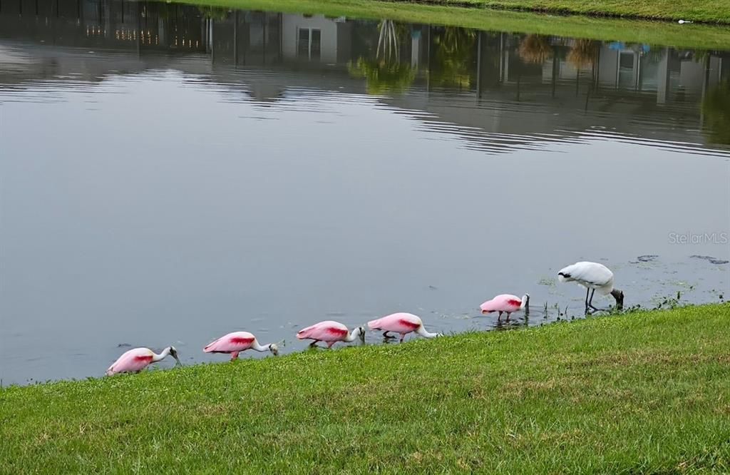 During their time here, the sellers have enjoyed watching beautiful birds that visit regularly. It’s a delightful reminder of the vibrant wildlife that surrounds this home.