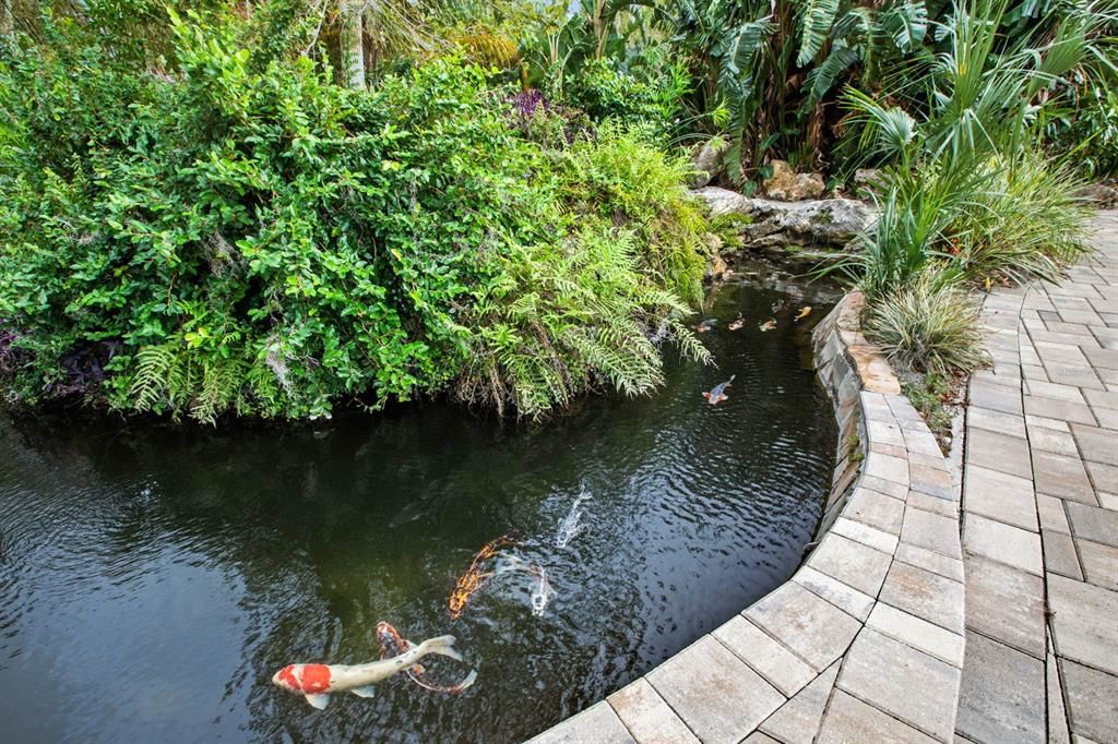 Koi and Tilapia