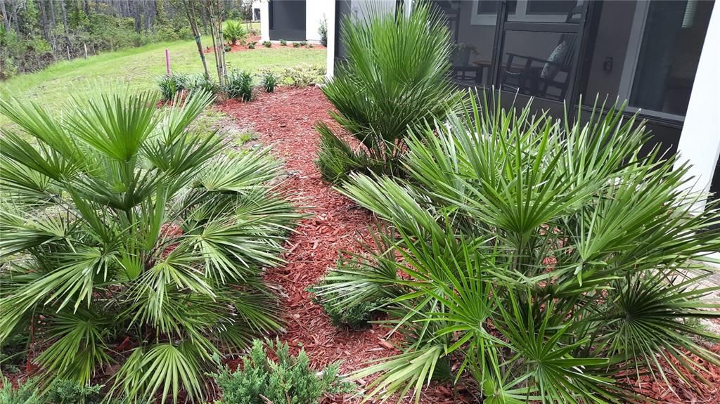 Landscaping behind the house