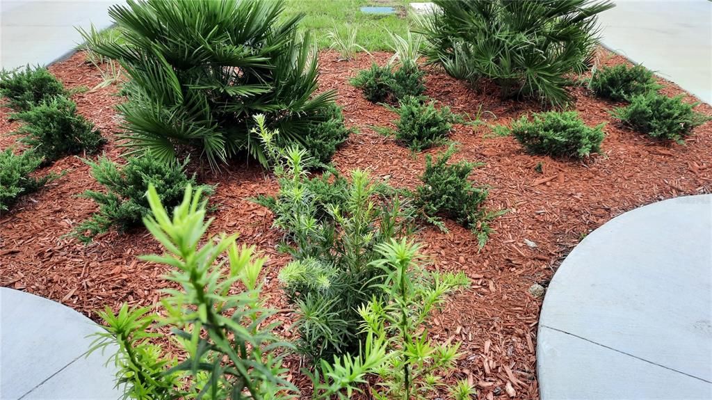 Landscaping in front of the house