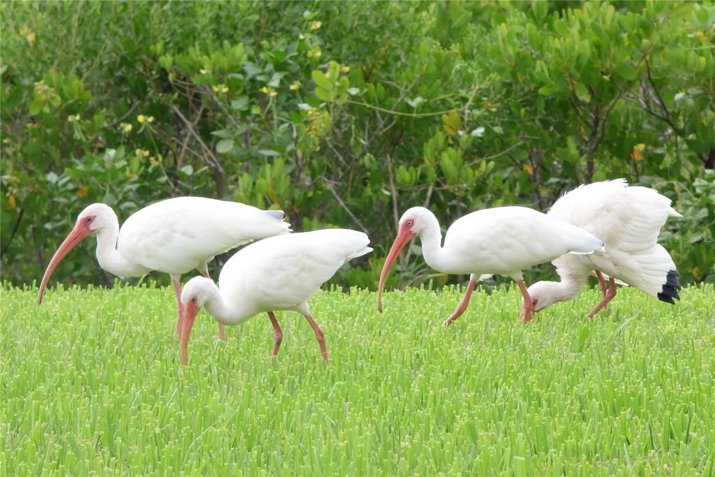 Enjoy Florida wildlife