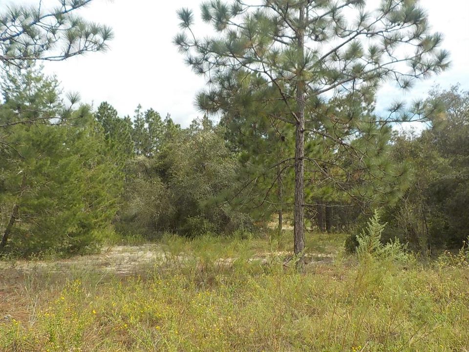 En Venta: $32,500 (0.99 acres)