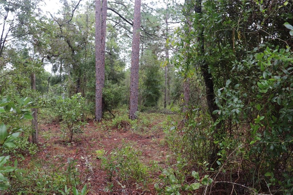 For Sale: $34,900 (0.33 acres)