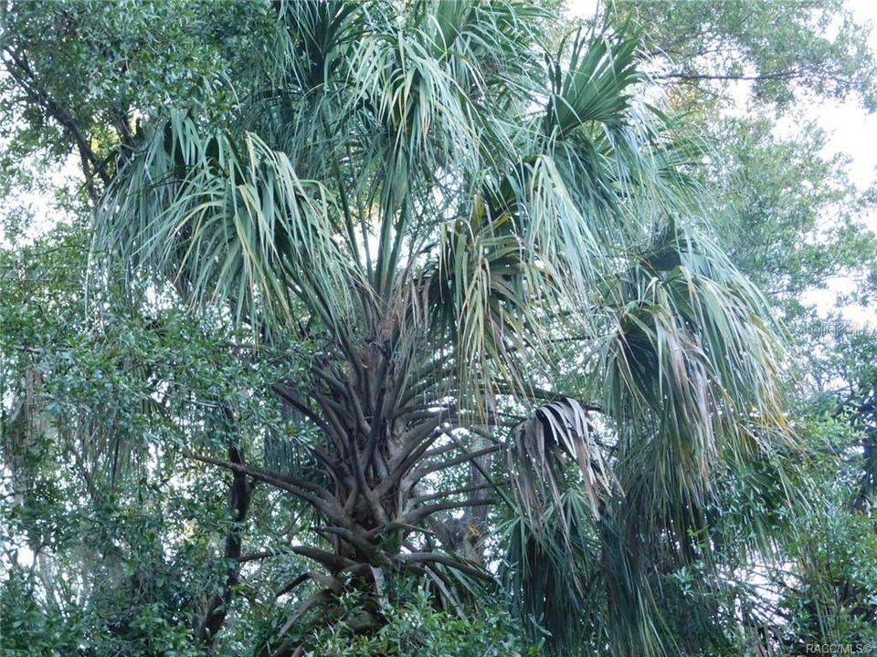 Big Palms