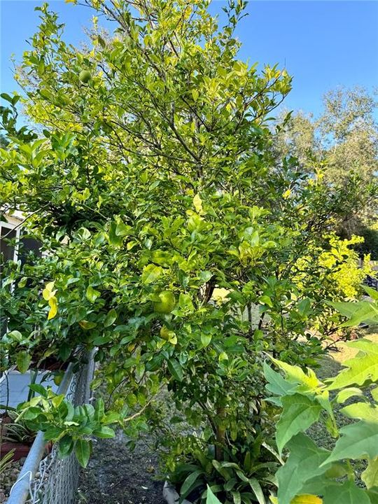 Mature lemon tree