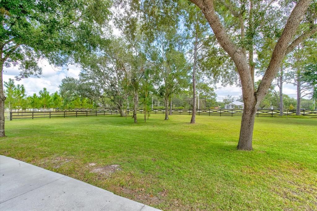 Mature Tree Lined Drive