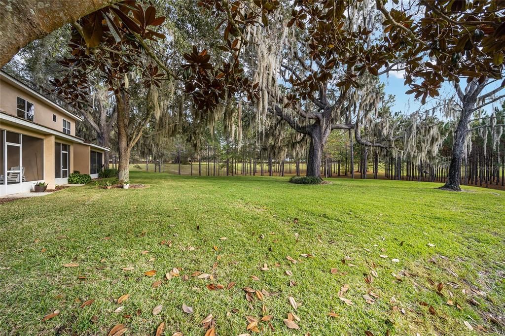 Wooded Backyard View