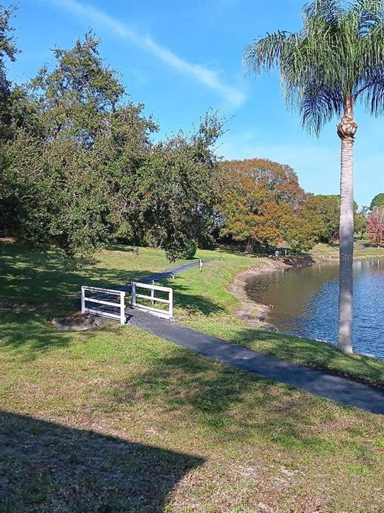 Tree lined walking path with water and fountain view