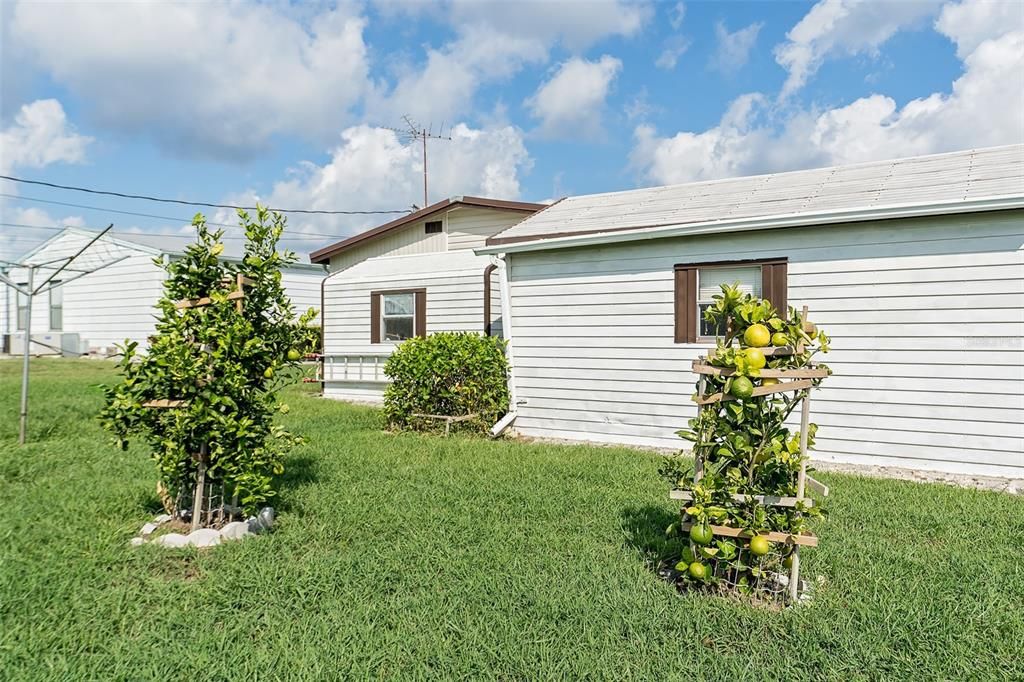 Lemon and orange trees