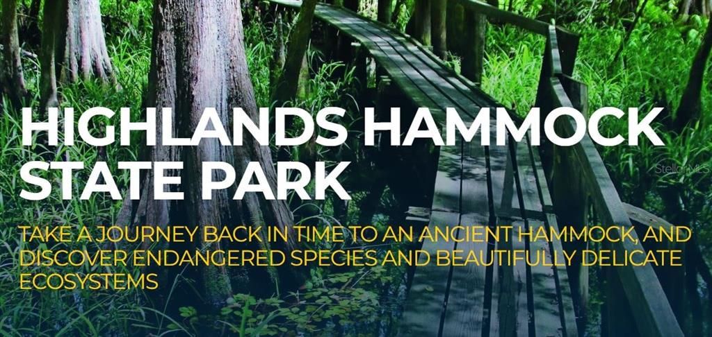 Visit Highlands Hammock State Park and walk the trails.