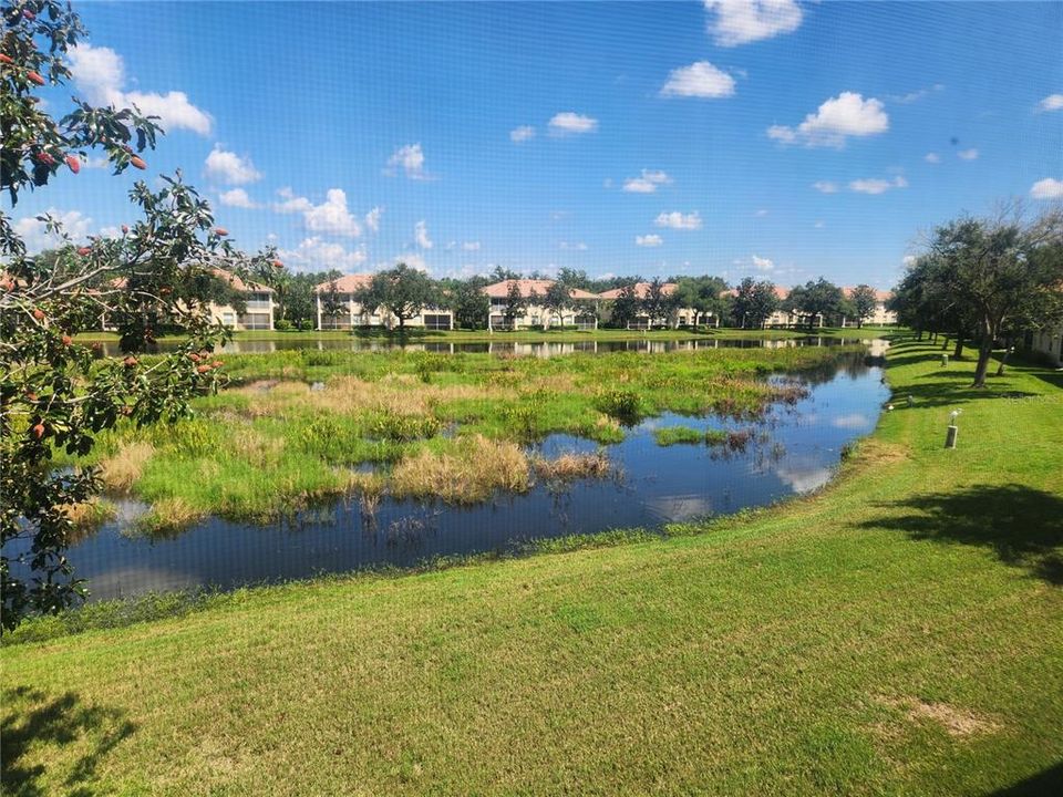 Lots of wildlife on the pond