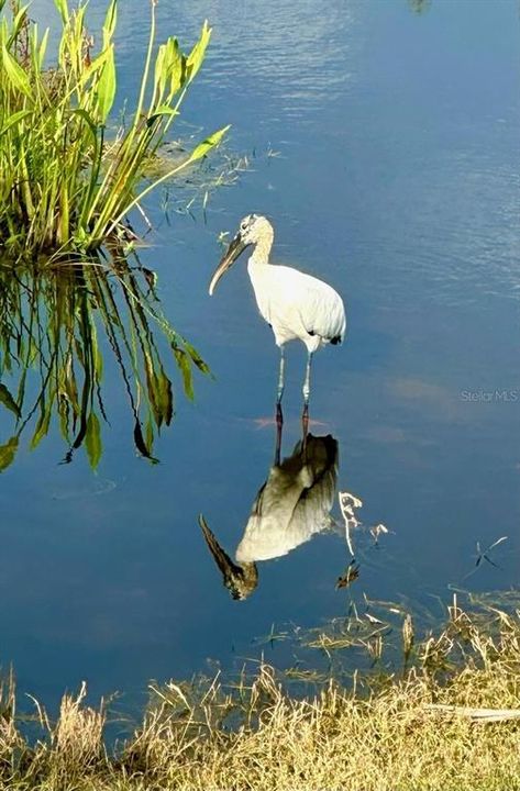 Pond in front of lanai, lot's of birds to enjoy.