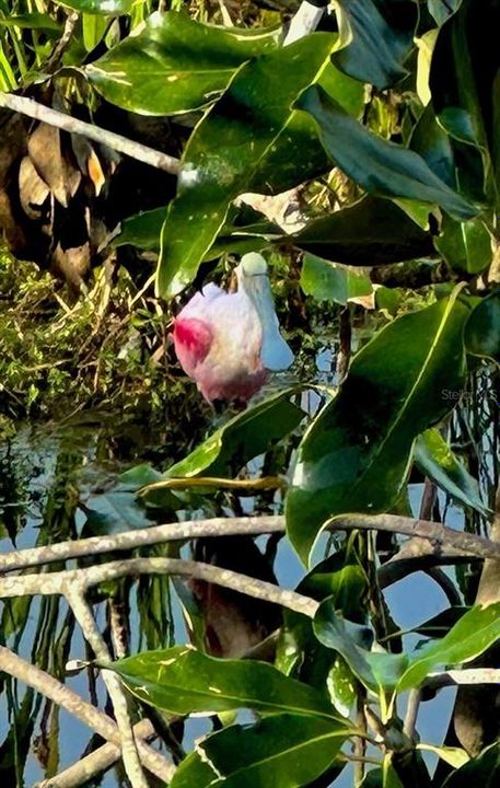 Pink spoonbill in pond in front of lanai!