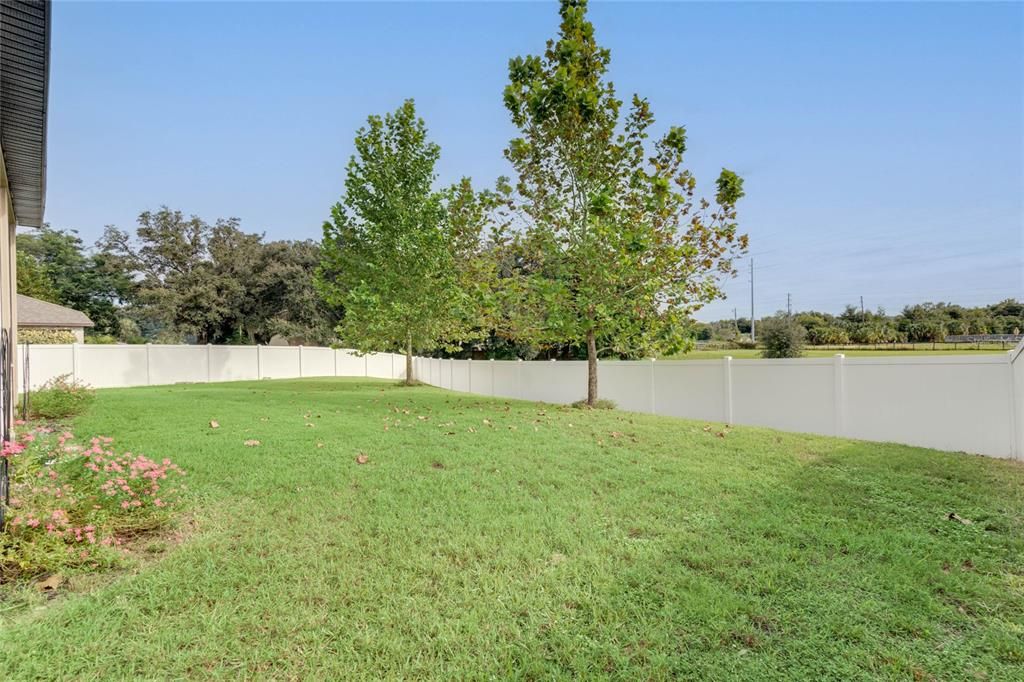 Fenced Backyard