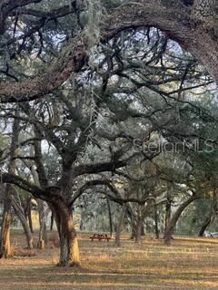 Oak Hammock