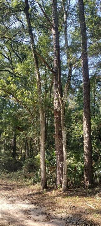 Mature Southern Yellow Pine and Live Oak Trees on Property