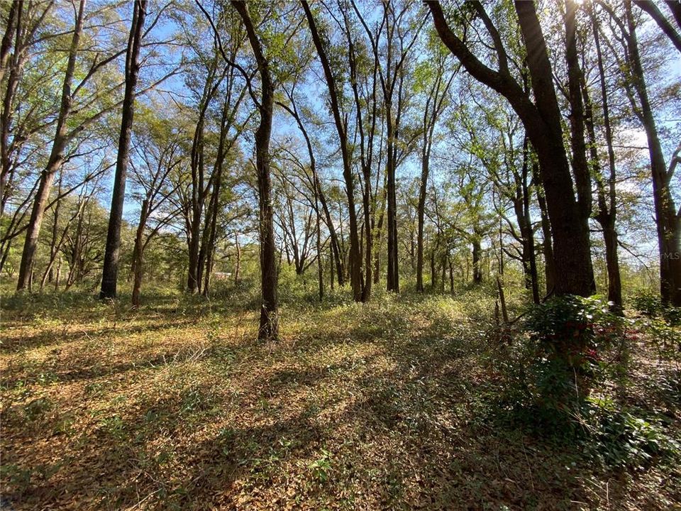 For Sale: $245,000 (18.57 acres)