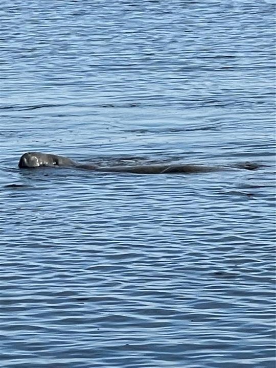 Manatees love these canals