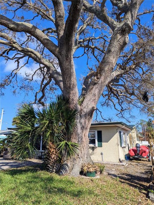 One Large Oak Tree on the property provides shade and home to wildlife and beauty