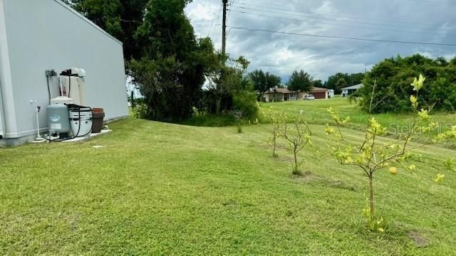 Fruit trees in back yard.