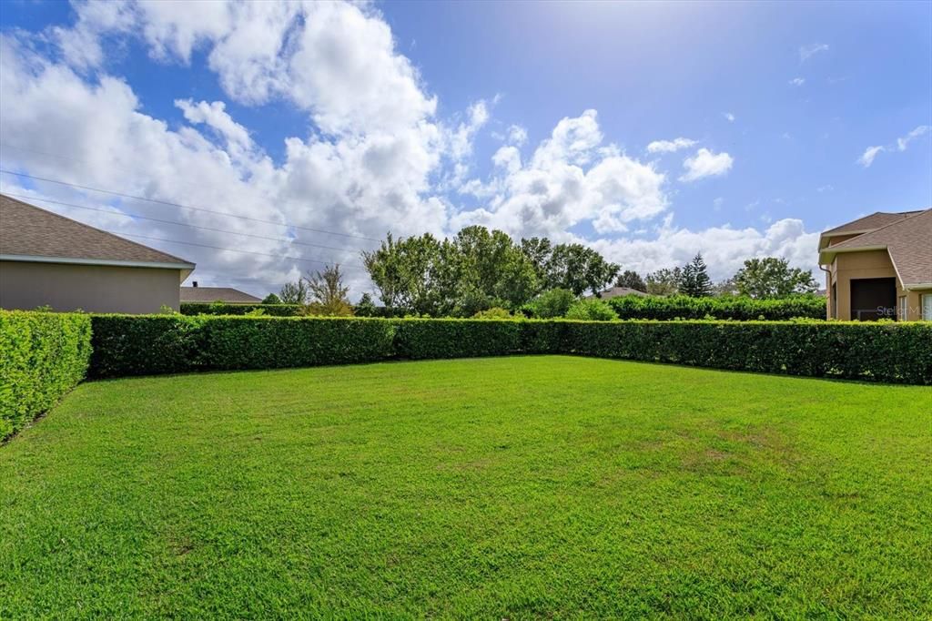 Lush privacy hedge and open backyard