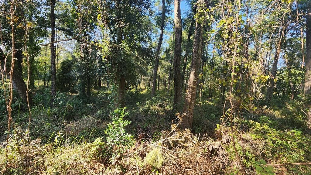 En Venta: $28,000 (0.55 acres)