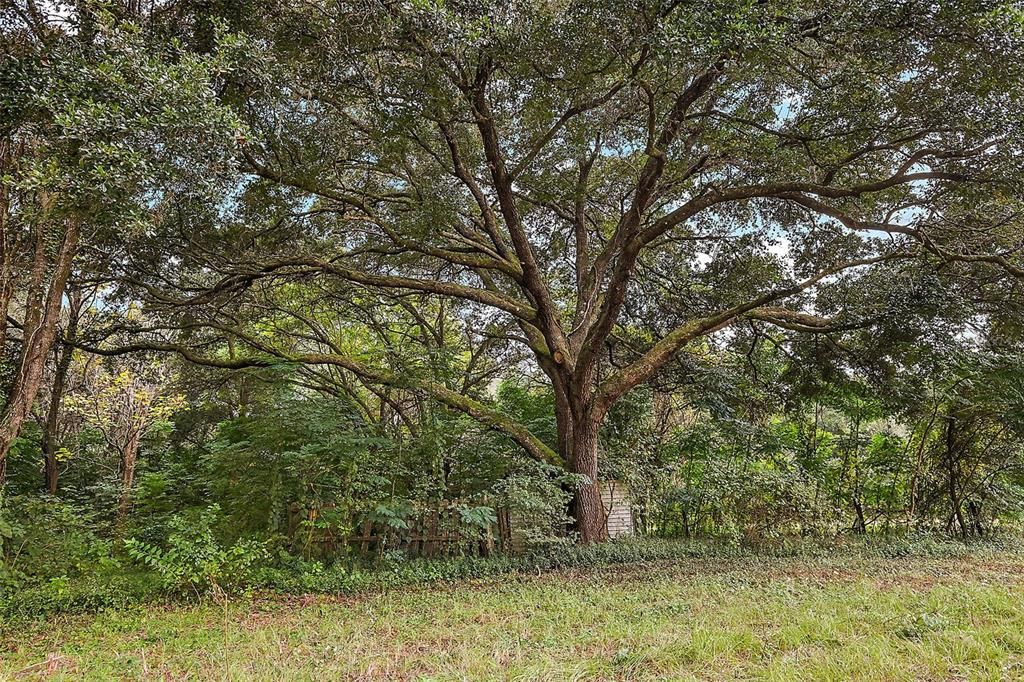 Mature Oak Trees