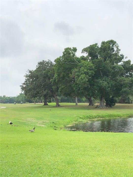 View of the 18th fairway.