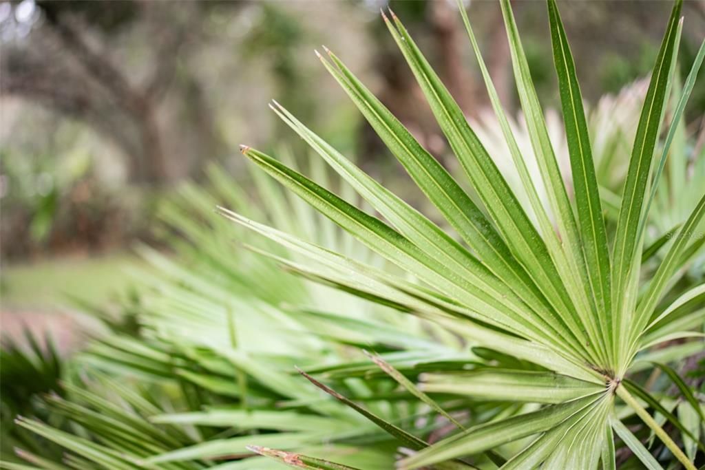 Pineapple plants