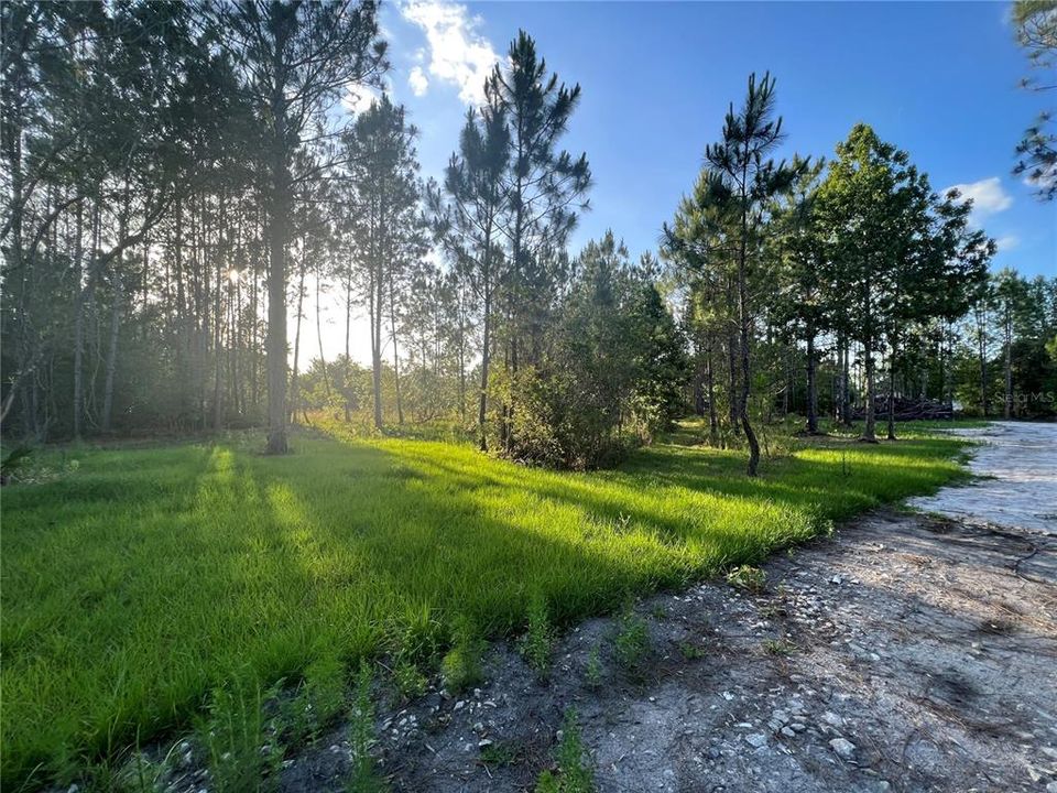 sunrise through the pines