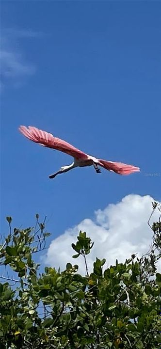 Pink Rosette Spoonbills call this home too