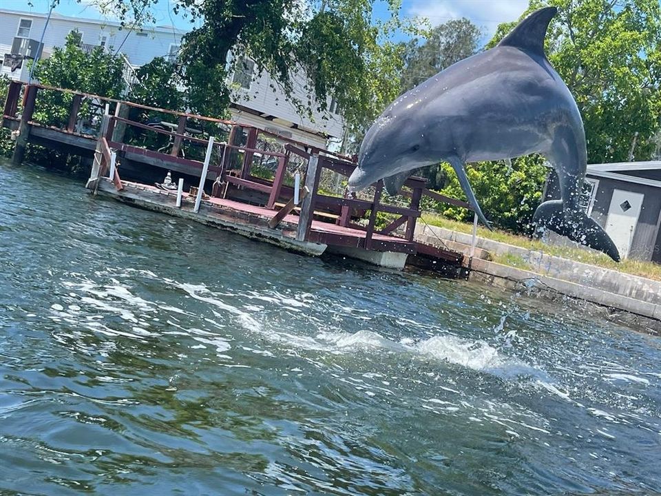 Dolphin in main canal close to mouth of the gulf