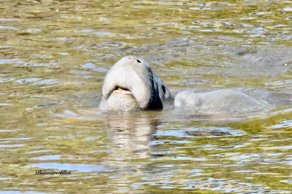 Manatees love these canals