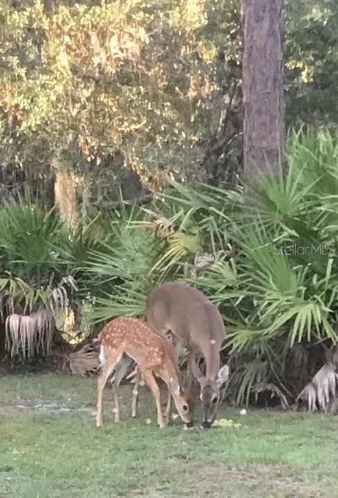 Baby Deer in backyard