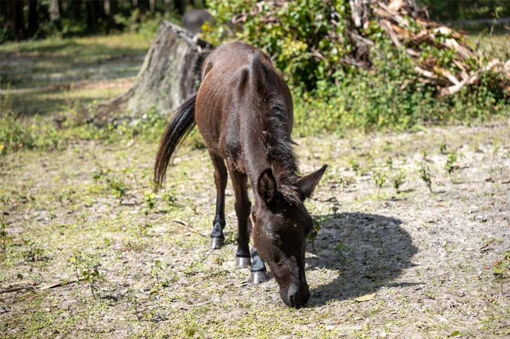 PASTURE/MULE