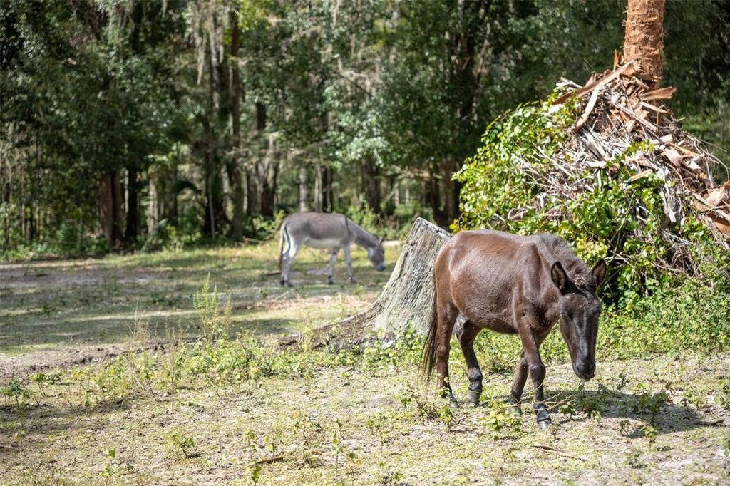 PASTURE/MULE