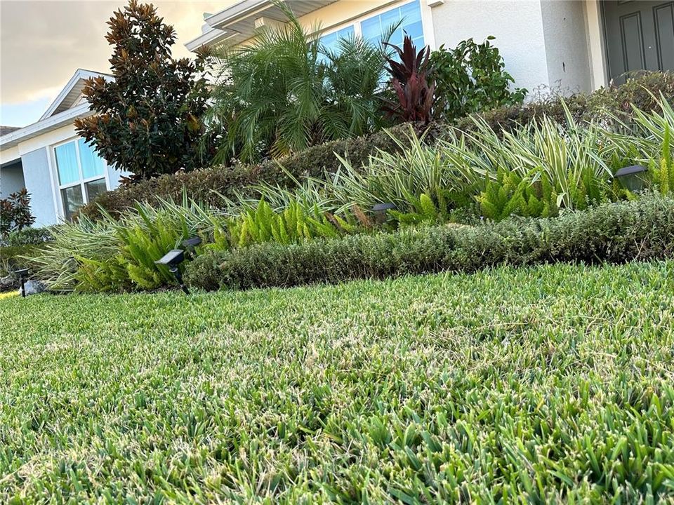 St Augustine Grass