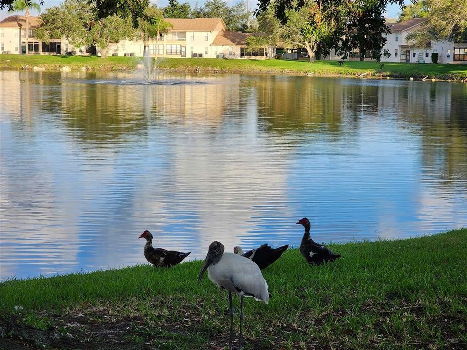 FL fauna next to the lake