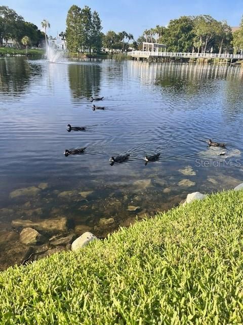 Sim's Park and view of ducks on Orange Lake