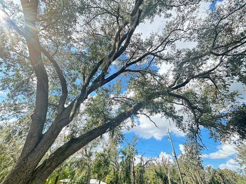 Stunning mature trees