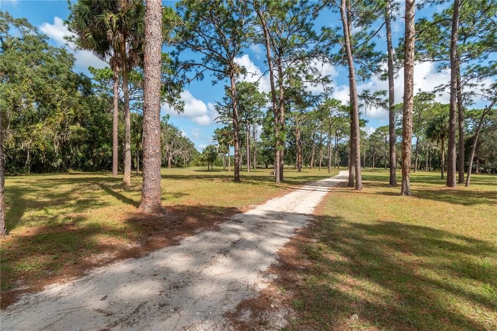 Beautiful tree lined driveway