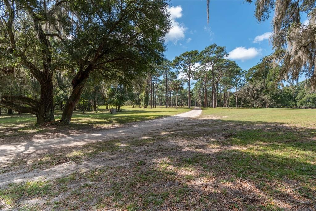 Beautiful tree lined driveway