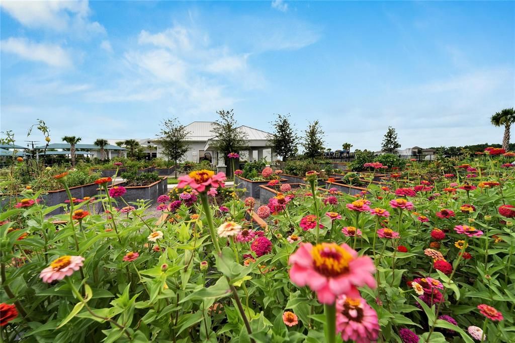 Community garden