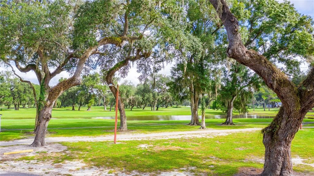 Many wonderful oak trees.