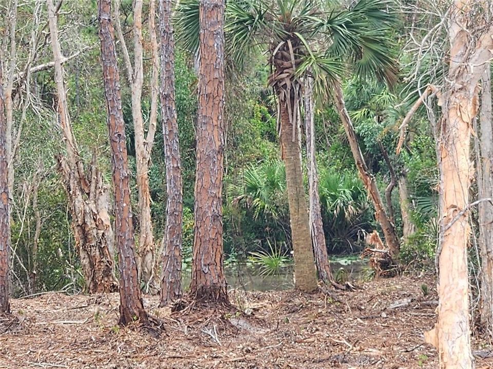 pond at cleared lot