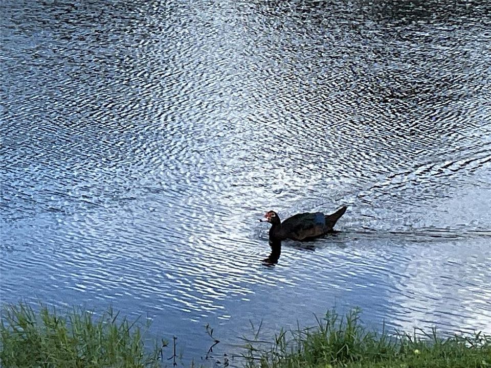 Colorful ducks