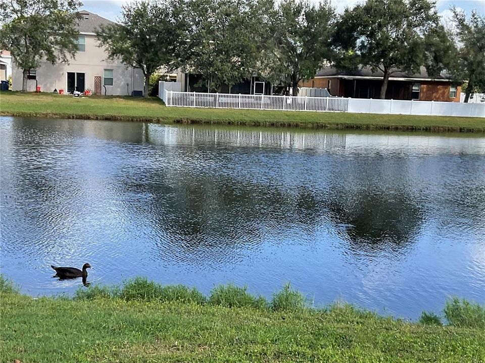 Your pond in front of the house. Behind the house is a conservation area that will never be built upon